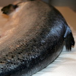 Salmone